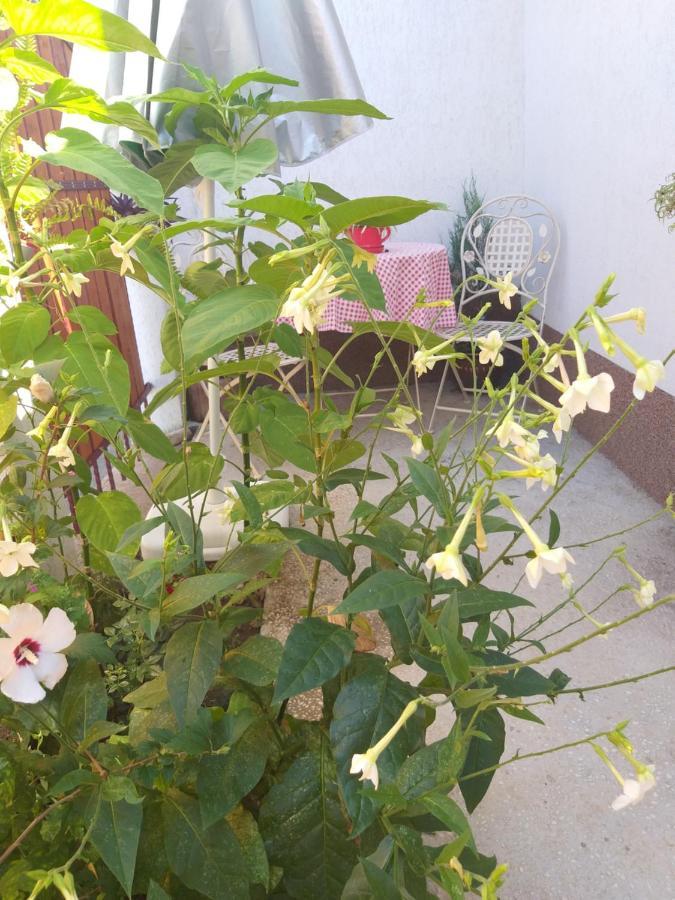 הוילה טולצ'אה Casa Calin מראה חיצוני תמונה